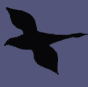 Si vous regardez bien, il y a deux espèces d'oiseaux.